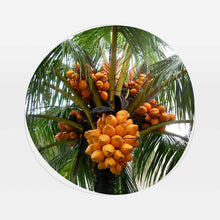 Завантажити зображення у програму перегляду галереї, Кокосова паста 240 г — 100% натуральная кокосовая паста манна из мякоти свежих кокосов для десертов, напитков, азиатской кухни
