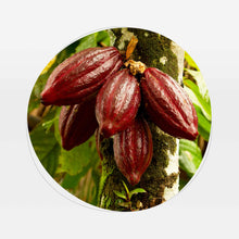 Завантажити зображення у програму перегляду галереї, Какао порошок натуральний 24/25 140 г — 100% натуральное сертифицированное пюре ананаса без сахара
